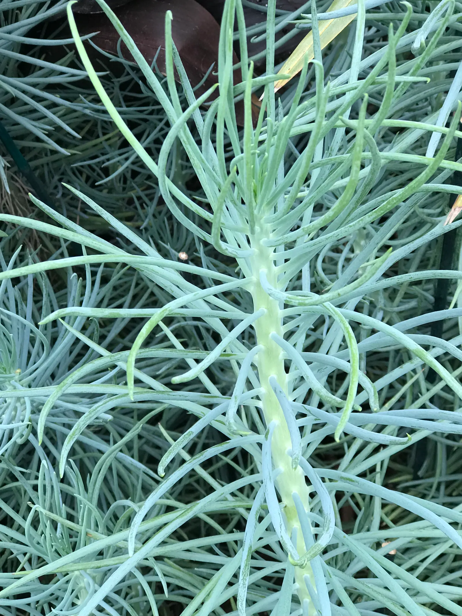 Blue Chalk Sticks (Senecio Mandraliscae) — fleshy lance-shaped leaves; this striking perennial plant, image 77