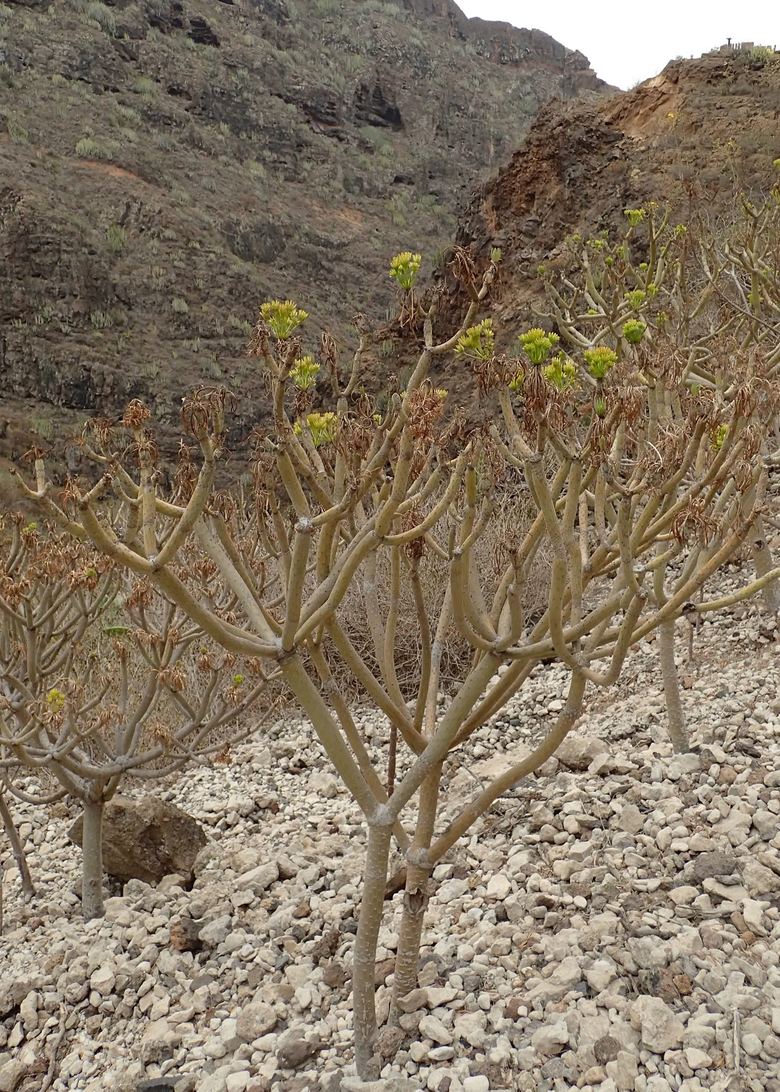 Blue Chalk Sticks (Senecio Mandraliscae) — Supplemental watering is rarely needed except in cases of extreme drought