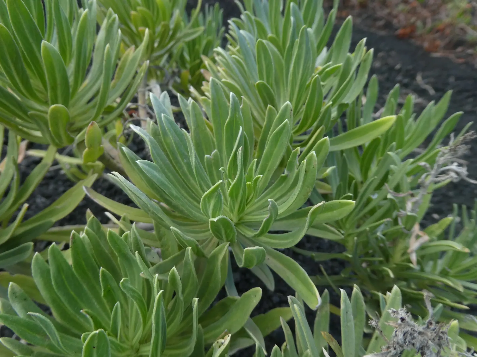Blue Chalk Sticks (Senecio Mandraliscae) — It thrives in full sun to partial shade, reaching up to 18 inches tall and spreading 2-3 feet wide