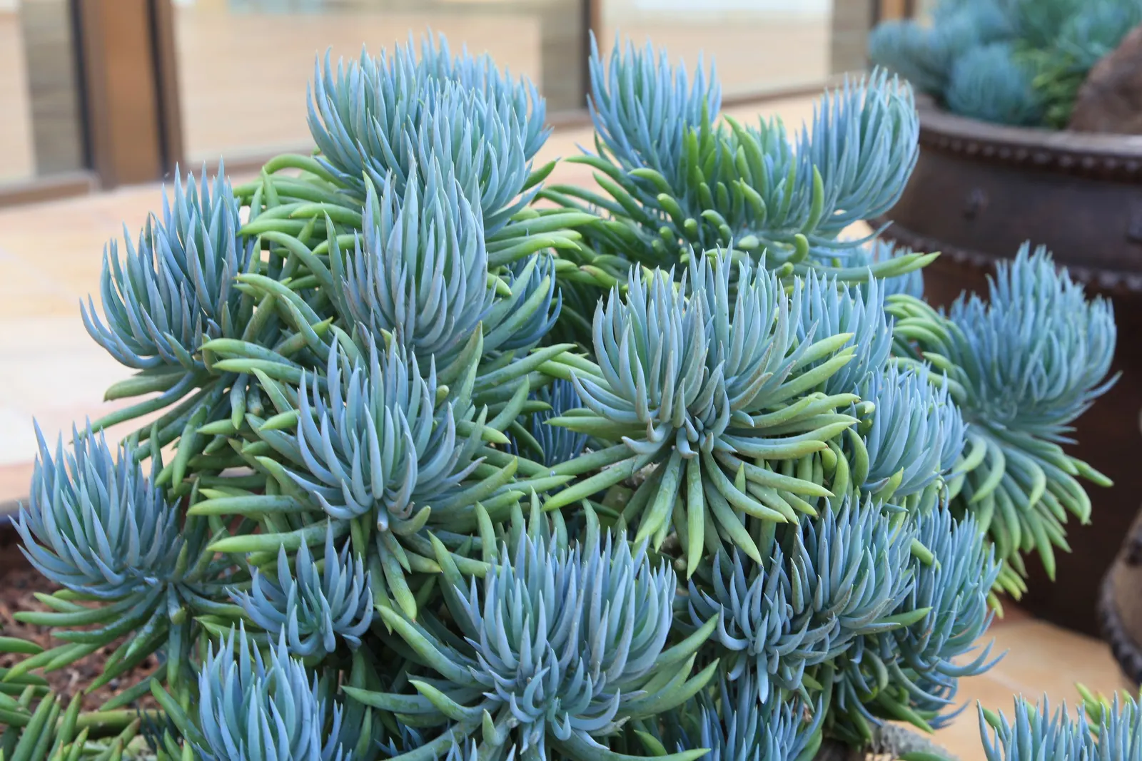 Blue Chalk Sticks (Senecio Mandraliscae) — ground cover / succulent for full or half or shade; keep these considerations in mind when planning and, image 115