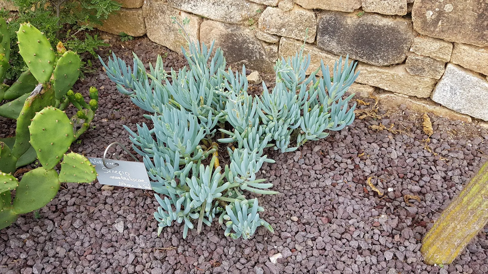 Blue Chalk Sticks (Senecio Mandraliscae) — it can tolerate coastal conditions and is also resistant to deer.<br><br>During the summer months; a sunny spot is