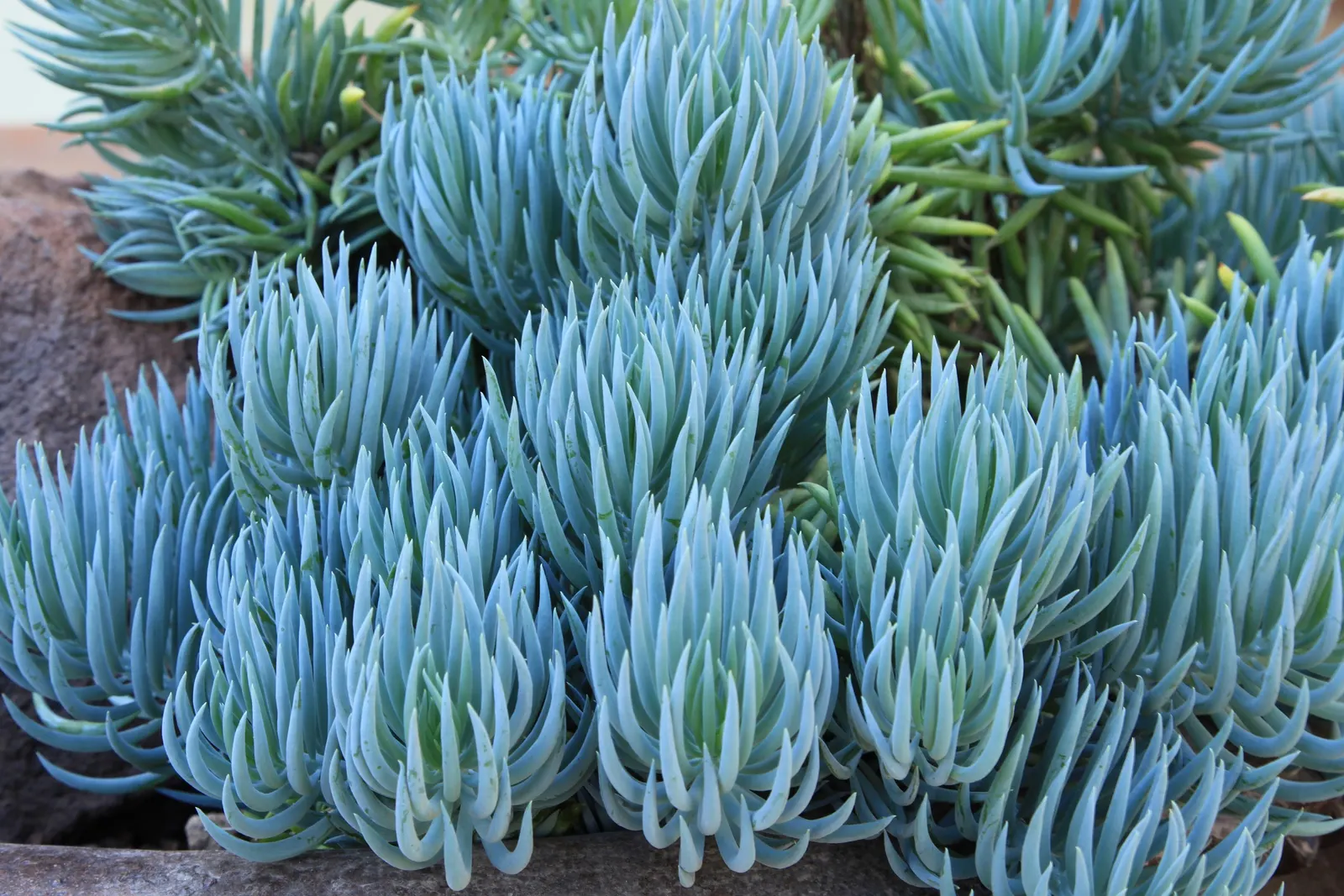 Blue Chalk Sticks (Senecio Mandraliscae) — to maintain its vibrant color; ideal for xeriscapes, this low-maintenance plant offers a vivid ground, image 129