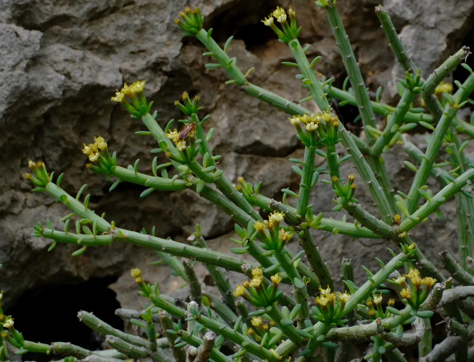 Blue Chalk Sticks (Senecio Mandraliscae) — Keep these considerations in mind when planning and enjoy the serene beauty this succulent has to offer