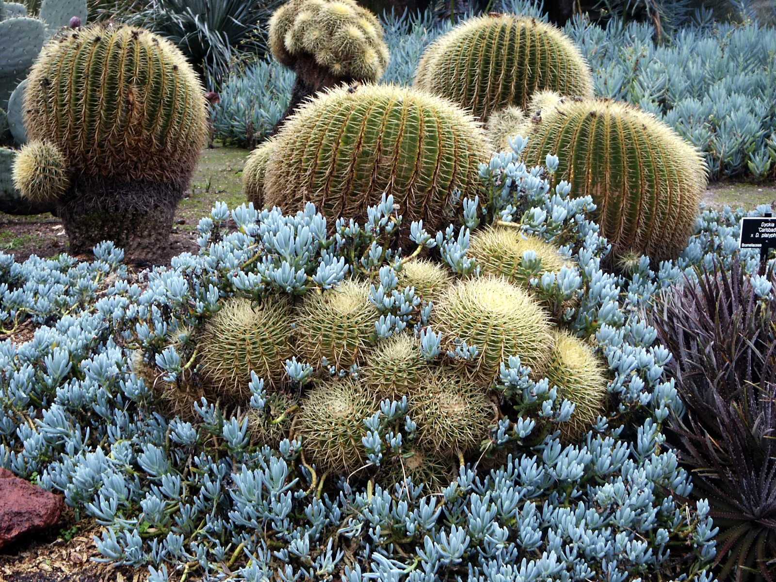 Blue Chalk Sticks (Senecio Mandraliscae) — Hardy in USDA zones 9b-11, Kleinia requires well-draining soil; it thrives in full sun to partial shade, image 73