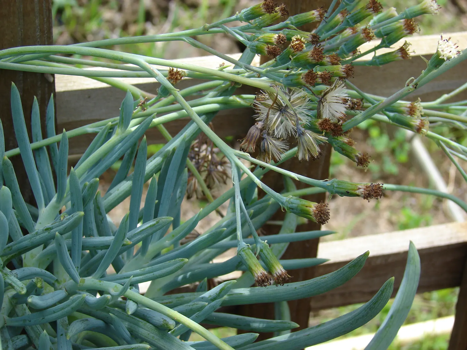 Blue Chalk Sticks (Senecio Mandraliscae) — fleshy lance-shaped leaves; this striking perennial plant, image 123