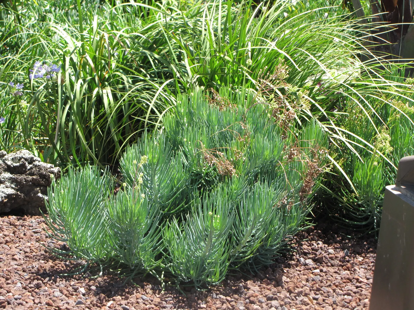 Blue Chalk Sticks (Senecio Mandraliscae) — it can tolerate coastal conditions and is also resistant to deer.<br><br>During the summer months; a, image 111