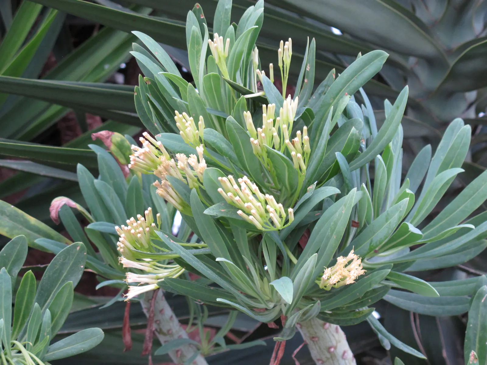 Blue Chalk Sticks (Senecio Mandraliscae) — Ideal for xeriscapes, this low-maintenance plant offers a vivid ground cover or rock garden feature, image 118
