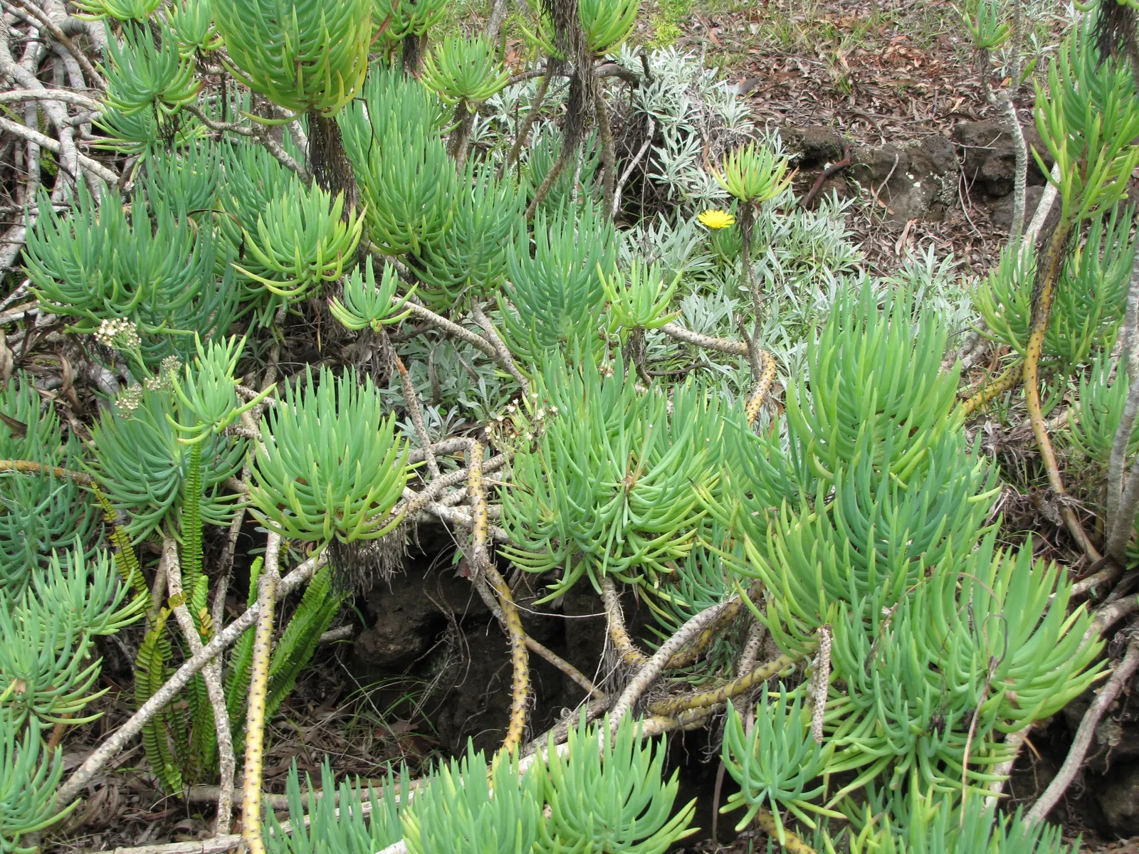 Blue Chalk Sticks (Senecio Mandraliscae) — This striking perennial plant; ground cover / succulent for full or half or shade, image 76