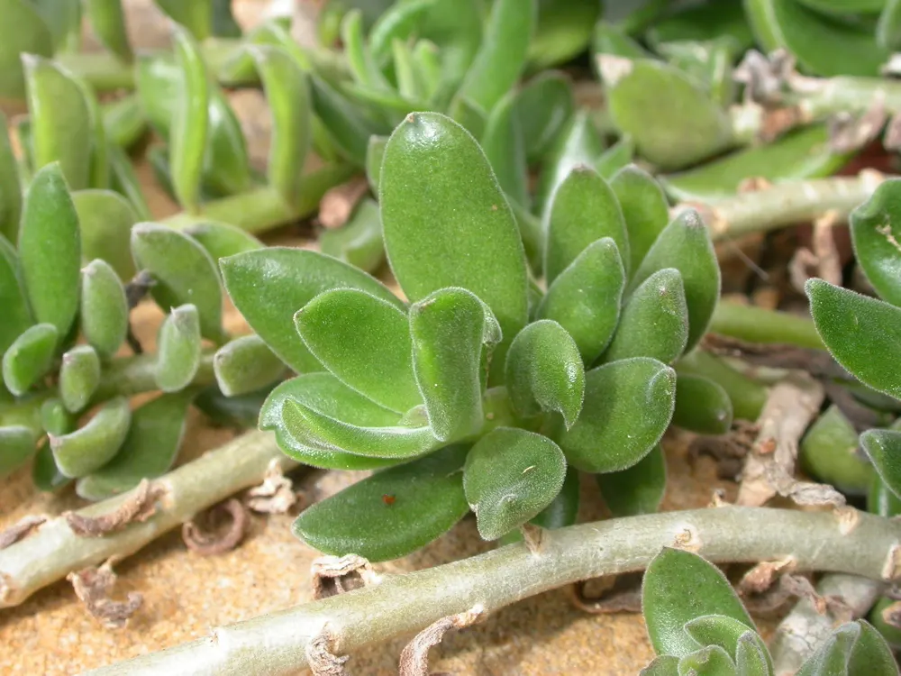 Blue Chalk Sticks (Senecio Mandraliscae) — ground-hugging mat that spreads approximately 18 to 24 inches wide; to maintain its vibrant color