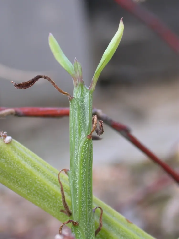 Blue Chalk Sticks (Senecio Mandraliscae) — fleshy lance-shaped leaves; this striking perennial plant, image 100