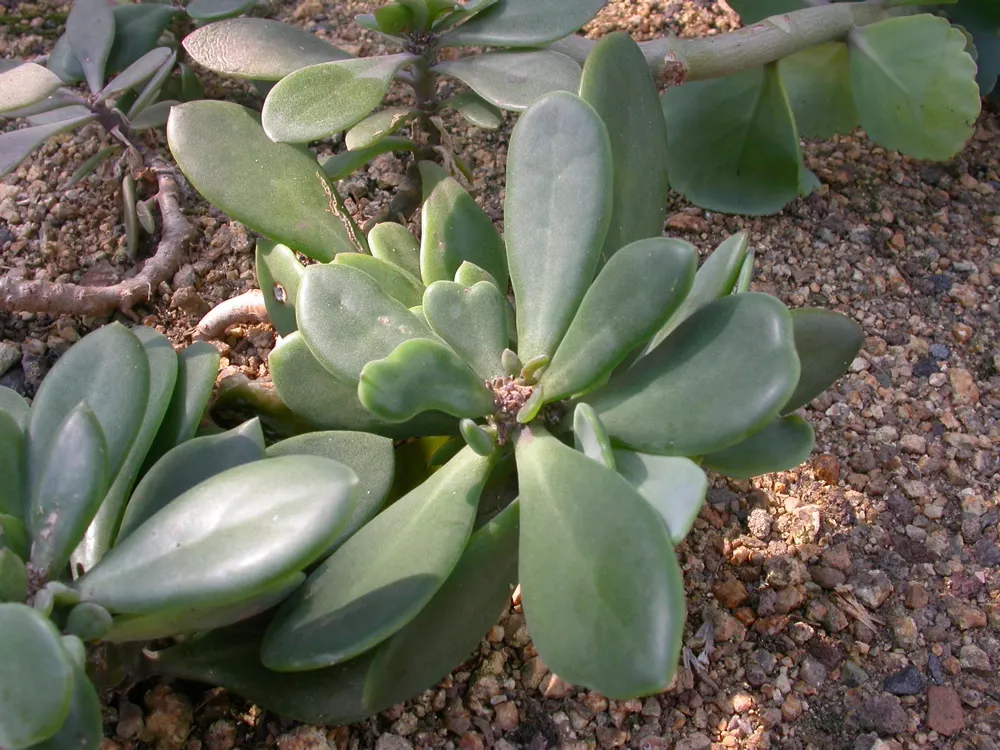 Blue Chalk Sticks (Senecio Mandraliscae) — white flowers in the garden; is a captivating succulent that brings a splash of tranquil blue-green, image 90