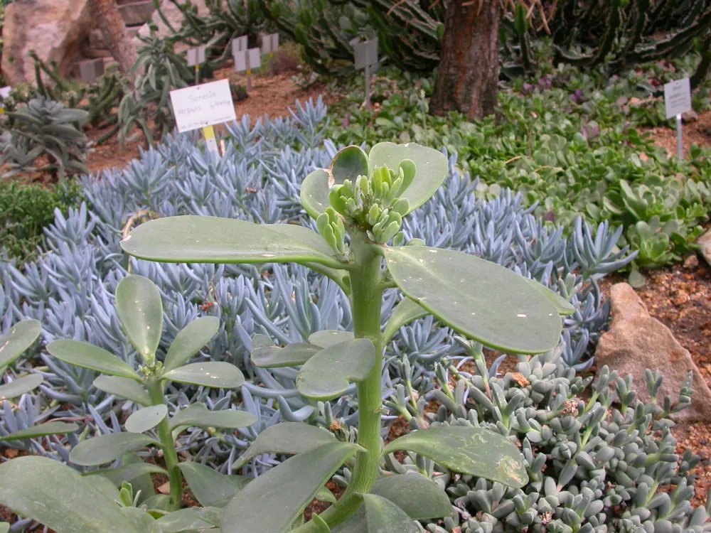 Blue Chalk Sticks (Senecio Mandraliscae) — Supplemental watering is rarely needed except in cases of extreme drought; fleshy lance-shaped leaves, image 64