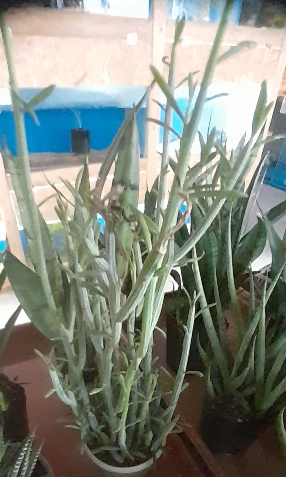Blue Chalk Sticks (Senecio Mandraliscae) — is a captivating succulent that brings a splash of tranquil blue-green tones to any landscape