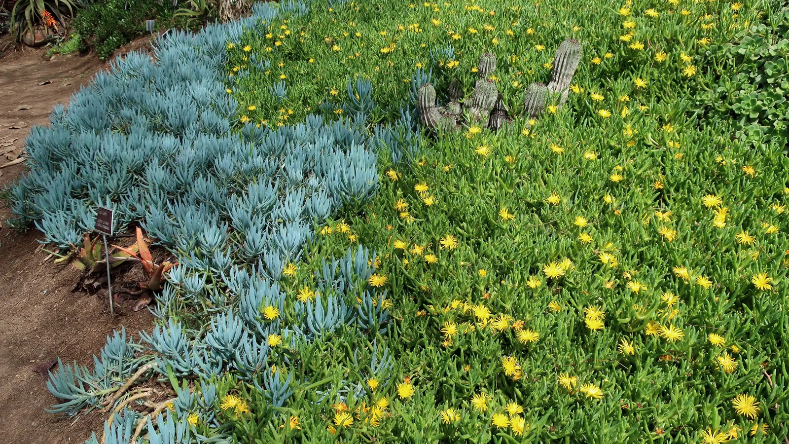 Blue Chalk Sticks (Senecio Mandraliscae) — ground cover / succulent for full or half or shade; keep these considerations in mind when planning and enjoy the