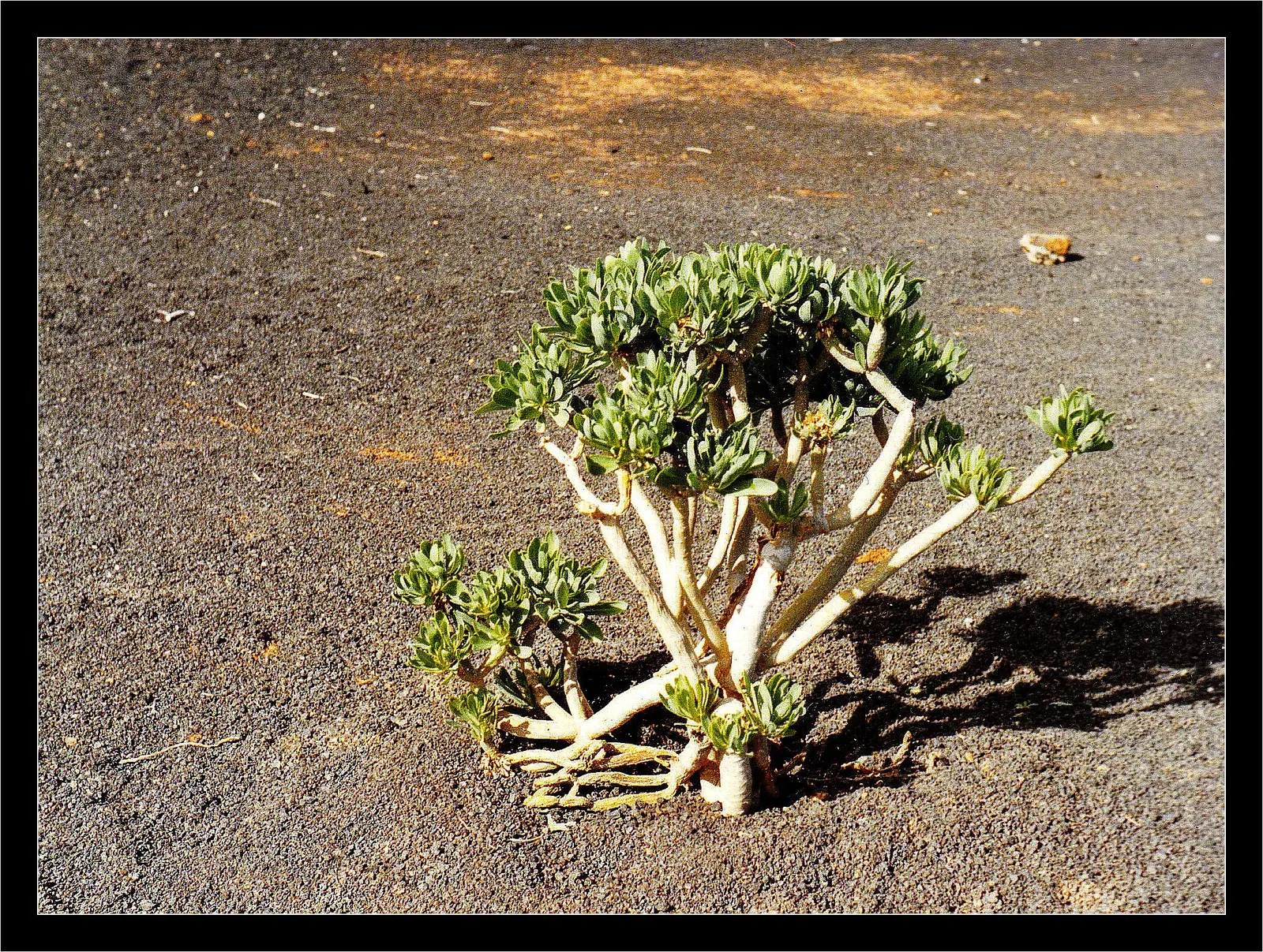Blue Chalk Sticks (Senecio Mandraliscae) — but this drought-tolerant plant also requires minimal upkeep; also widely recognized as Senecio, image 103
