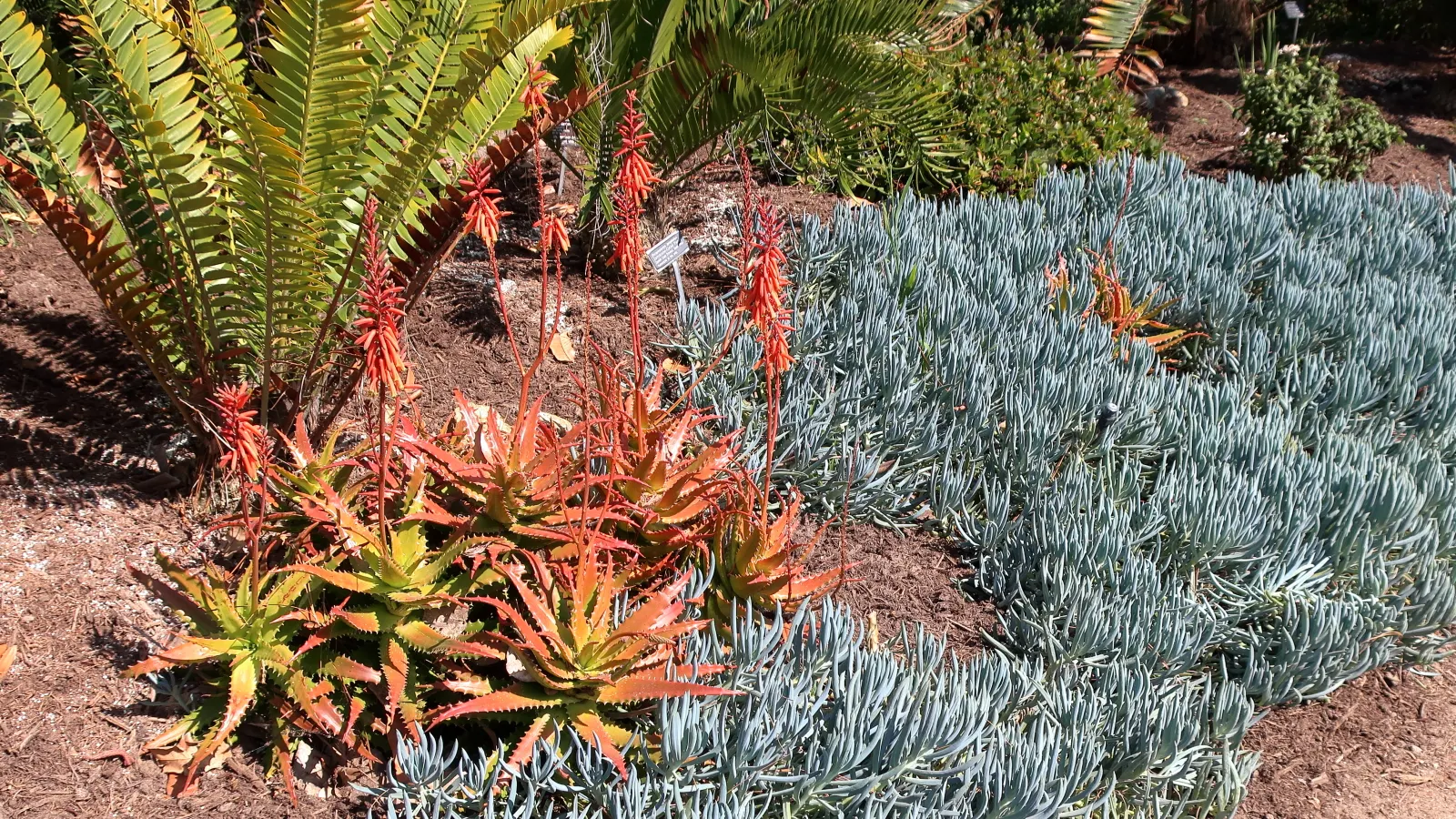 Blue Chalk Sticks (Senecio Mandraliscae) — Hardy in USDA zones 9b-11, Kleinia requires well-draining soil; it thrives in full sun to partial shade, reaching up