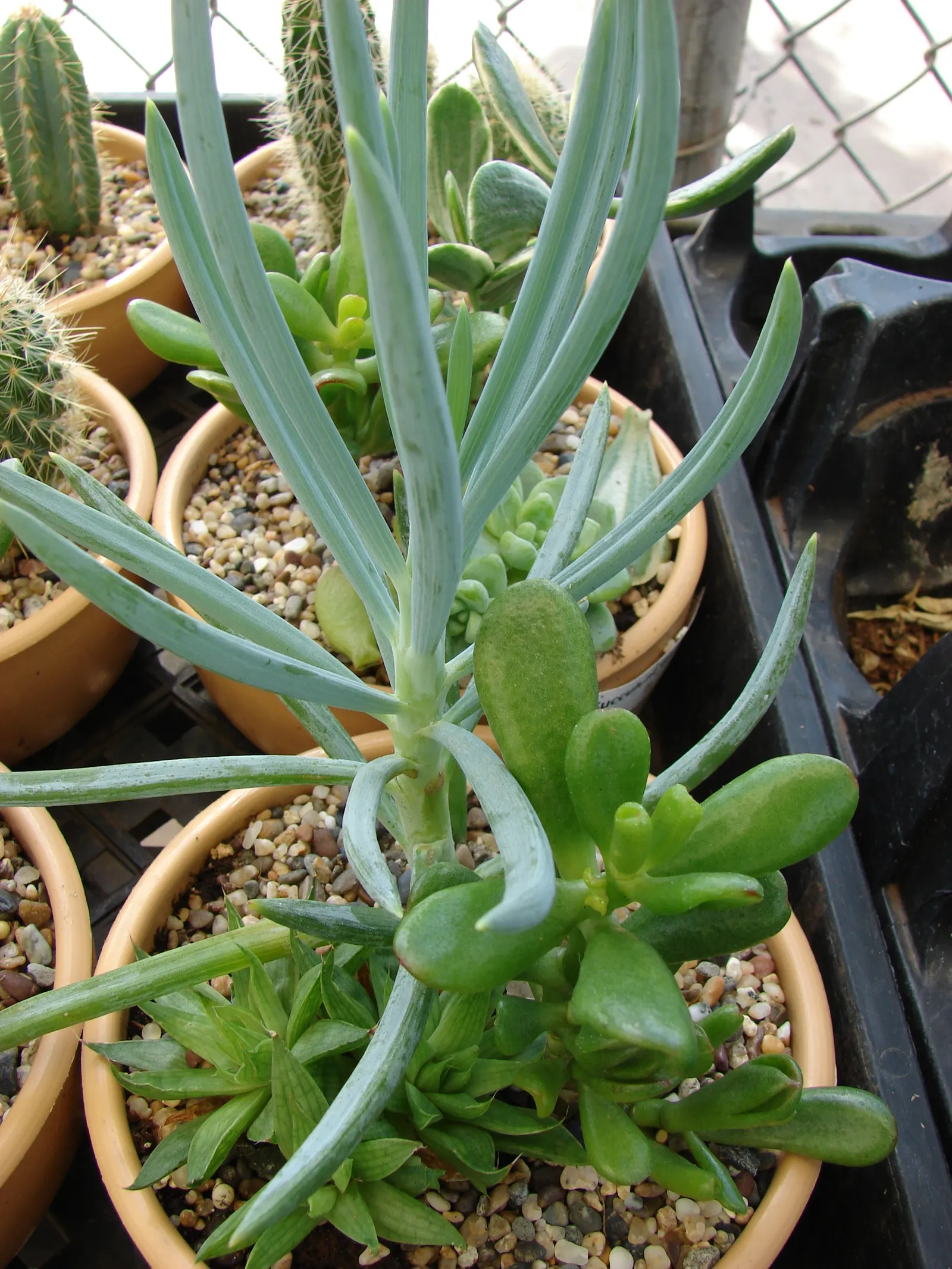 Blue Chalk Sticks (Senecio Mandraliscae) — it can tolerate coastal conditions and is also resistant to deer.<br><br>During the summer months; a, image 88