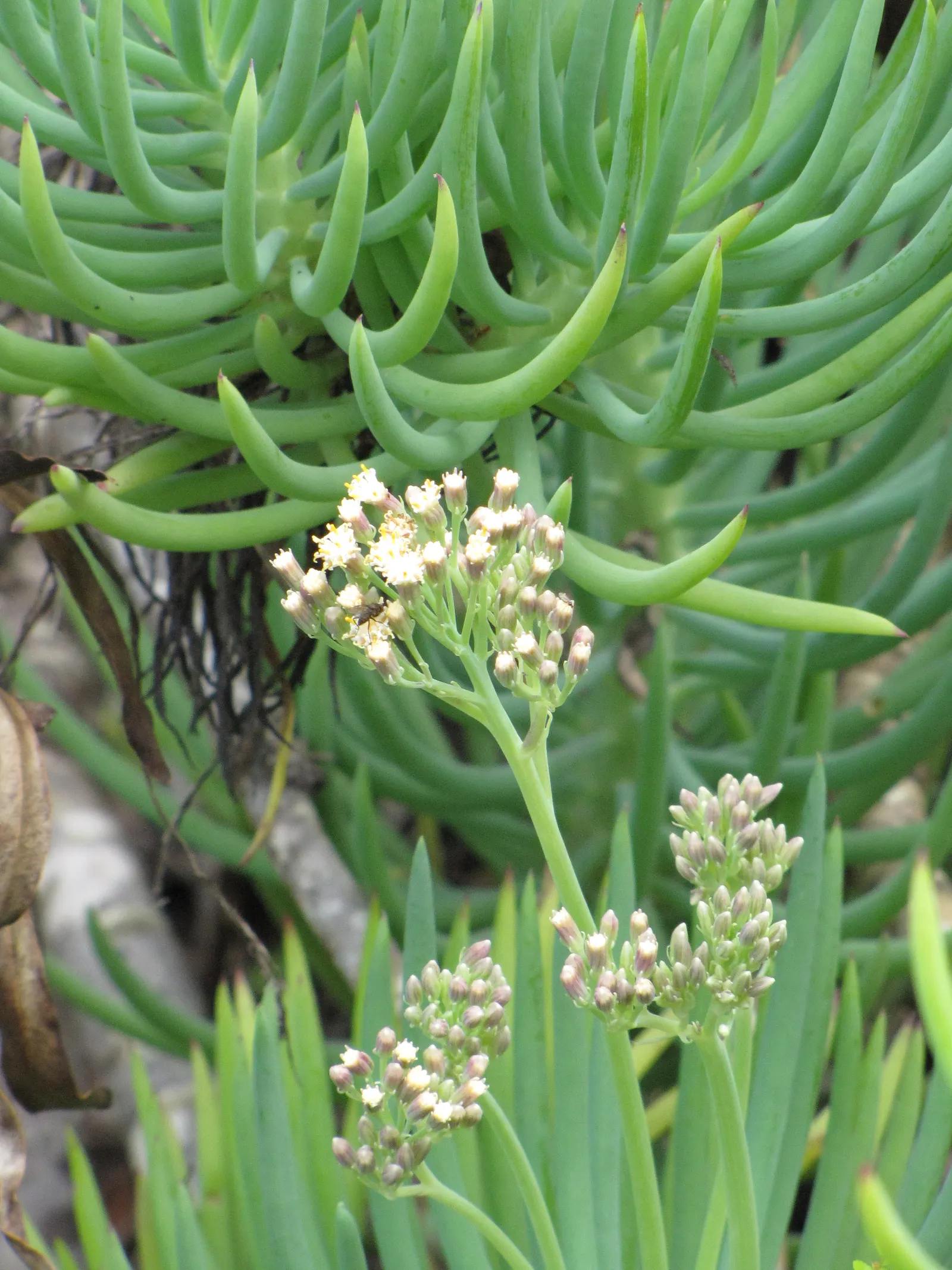 Blue Chalk Sticks (Senecio Mandraliscae) — It thrives in USDA hardiness zones 9 to 11, preferring locations that offer full sun to partial shade, image 82