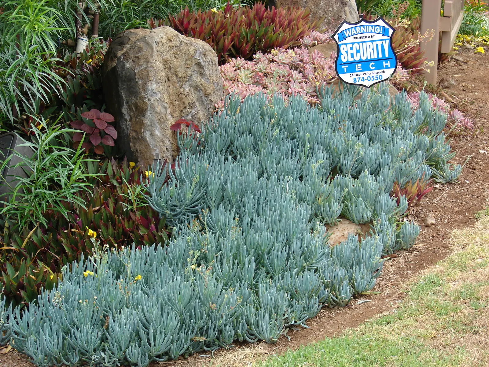 Blue Chalk Sticks (Senecio Mandraliscae) — ground cover / succulent for full or half or shade; keep these considerations in mind when planning and, image 92