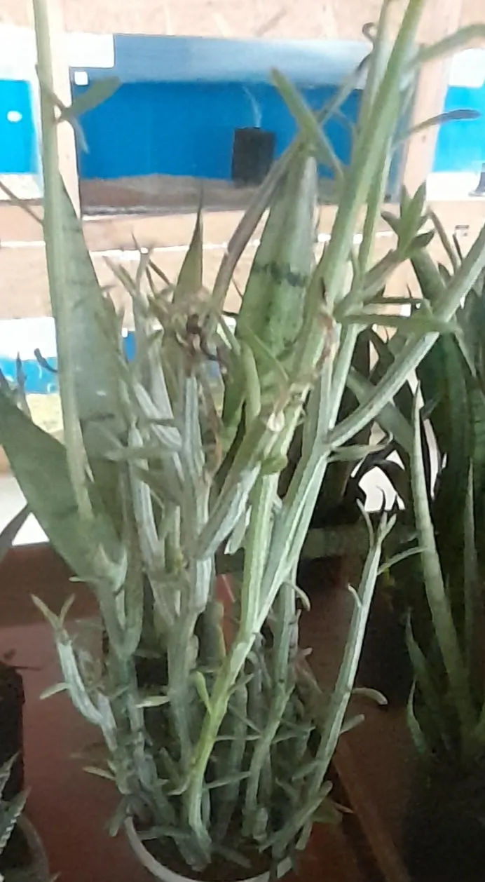 Blue Chalk Sticks (Senecio Mandraliscae) — is a drought-tolerant succulent boasting striking blue-green foliage with a unique; hardy in USDA zones 9b-11