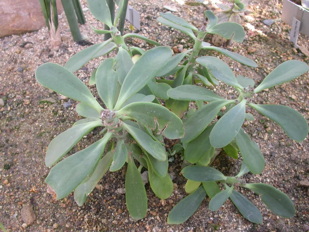 Blue Chalk Sticks (Senecio Mandraliscae) — Ideal for xeriscapes, this low-maintenance plant offers a vivid ground cover or rock garden feature, image 49