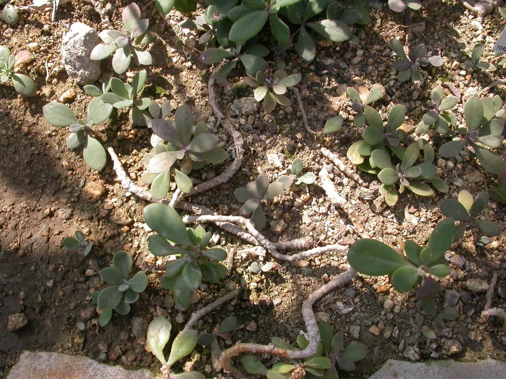 Blue Chalk Sticks (Senecio Mandraliscae) — fleshy lance-shaped leaves; this striking perennial plant, image 54