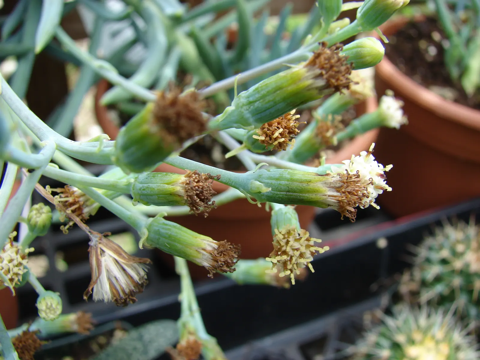 Blue Chalk Sticks (Senecio Mandraliscae) — but this drought-tolerant plant also requires minimal upkeep; also widely recognized as Senecio, image 126