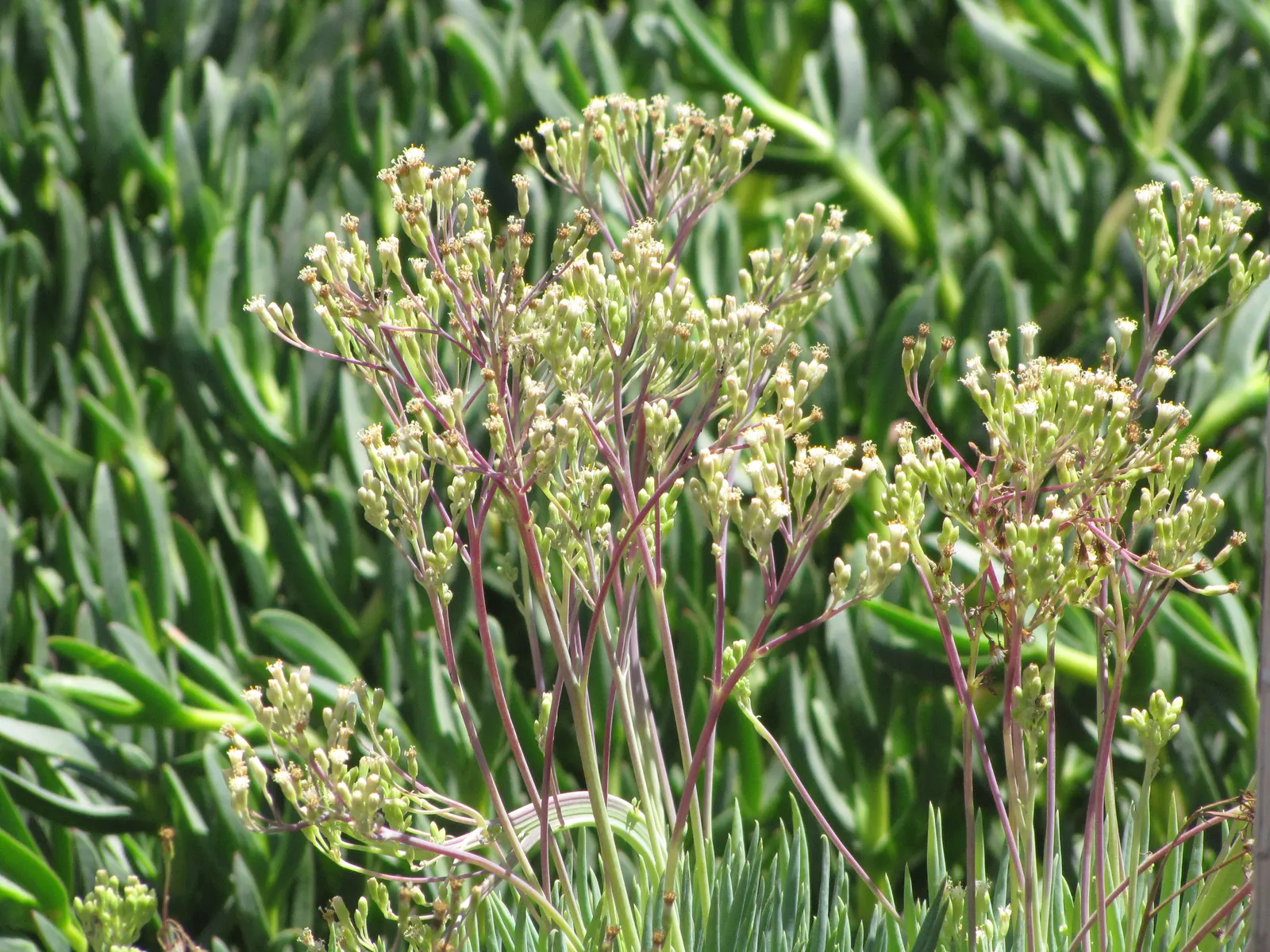 Blue Chalk Sticks (Senecio Mandraliscae) — ground-hugging mat that spreads approximately 18 to 24 inches wide; to maintain its vibrant color, image 124