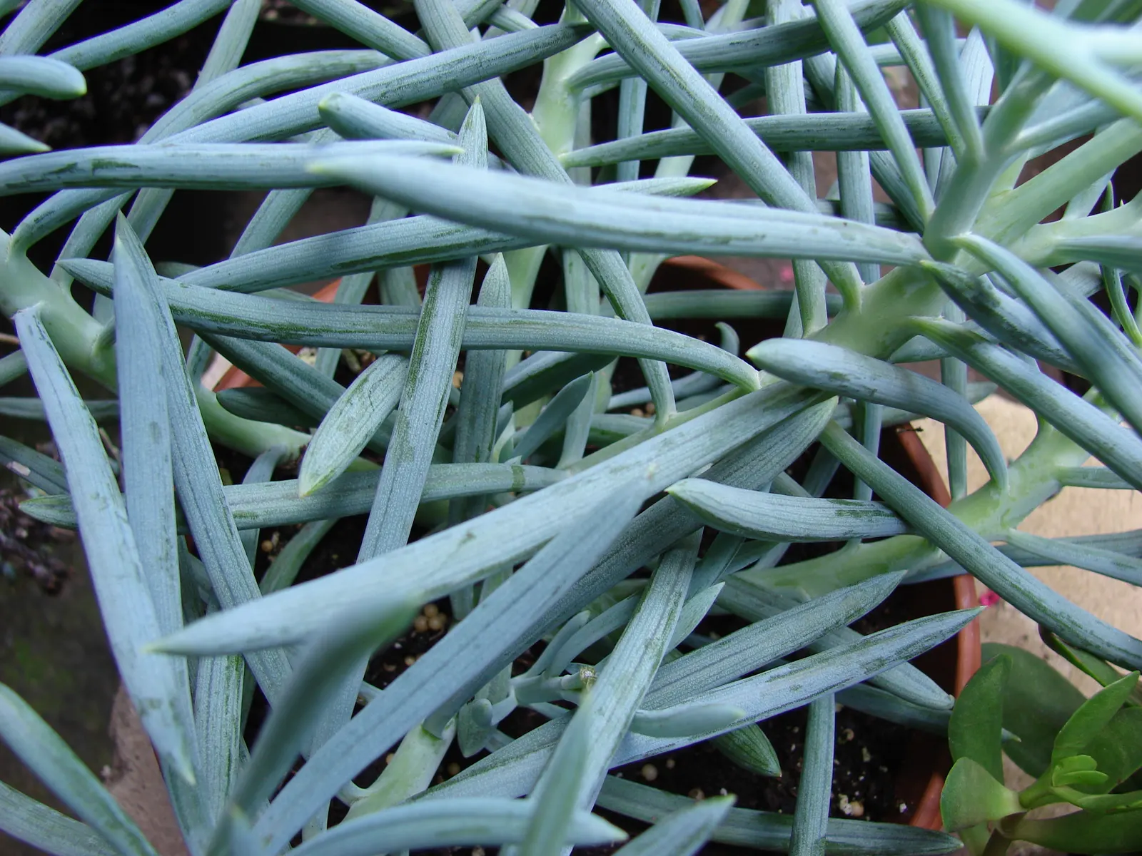 Blue Chalk Sticks (Senecio Mandraliscae) — but this drought-tolerant plant also requires minimal upkeep; also widely recognized as Senecio, image 80