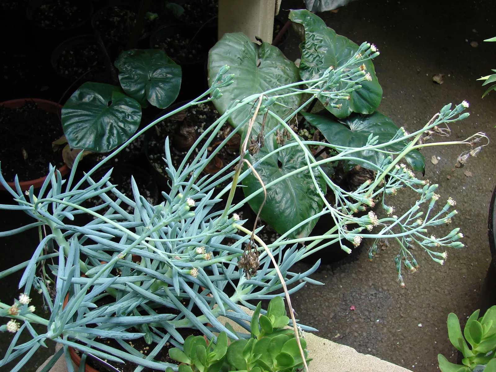 Blue Chalk Sticks (Senecio Mandraliscae) — also widely recognized as Senecio mandraliscae