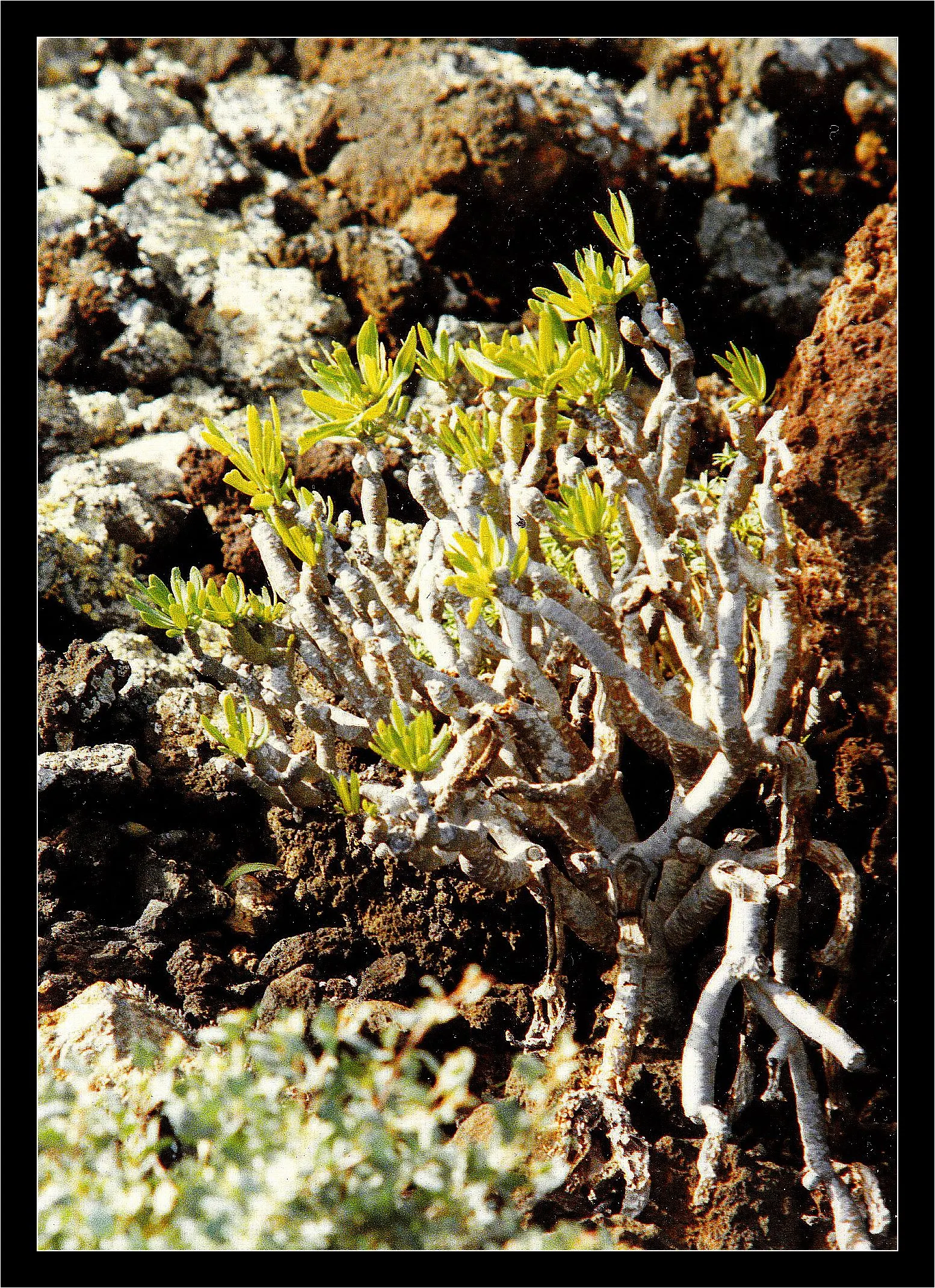 Blue Chalk Sticks (Senecio Mandraliscae) — is a drought-tolerant succulent boasting striking blue-green foliage with a unique; hardy in USDA zones, image 70
