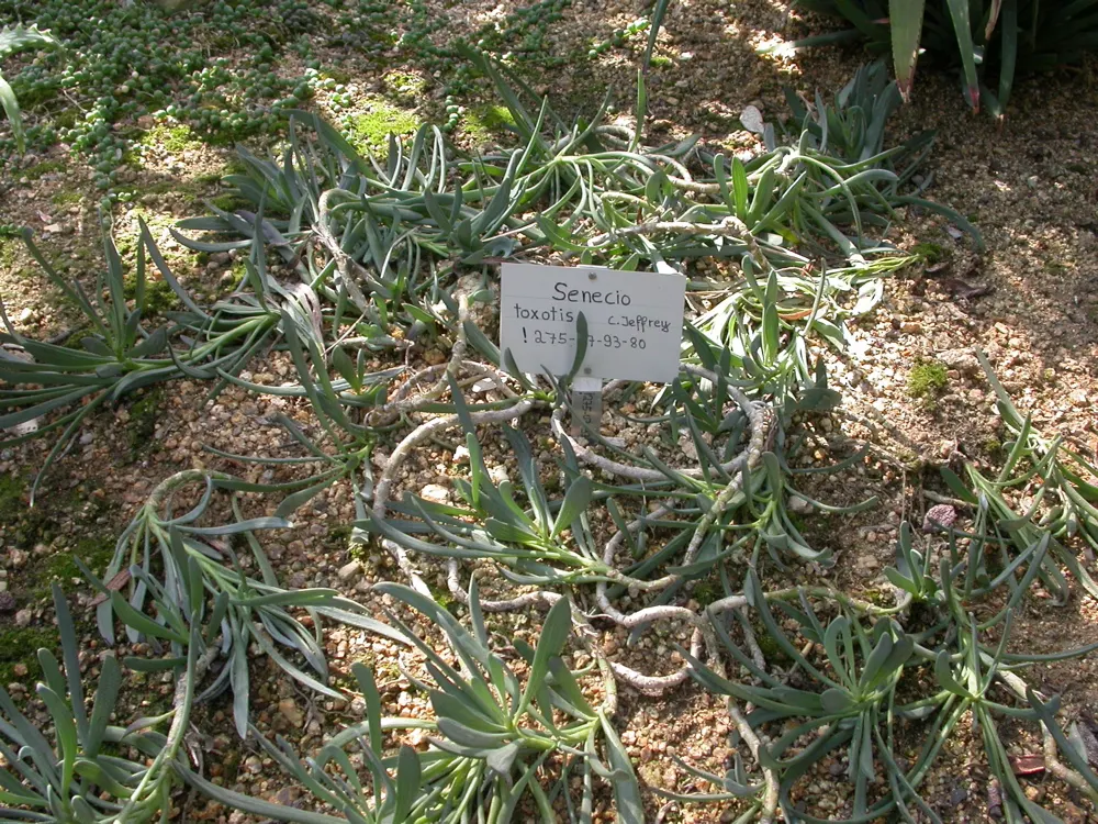 Blue Chalk Sticks (Senecio Mandraliscae) — ground cover / succulent with white blooms; it thrives in USDA hardiness zones 9 to 11, preferring, image 114