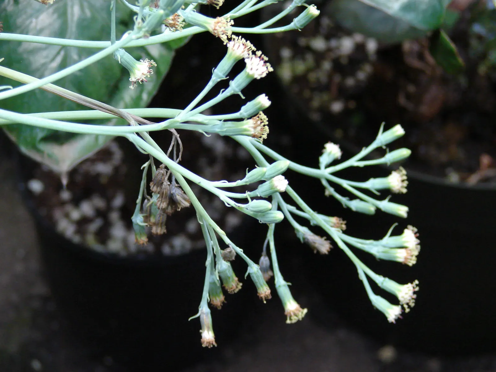 Blue Chalk Sticks (Senecio Mandraliscae) — Supplemental watering is rarely needed except in cases of extreme drought; fleshy lance-shaped leaves