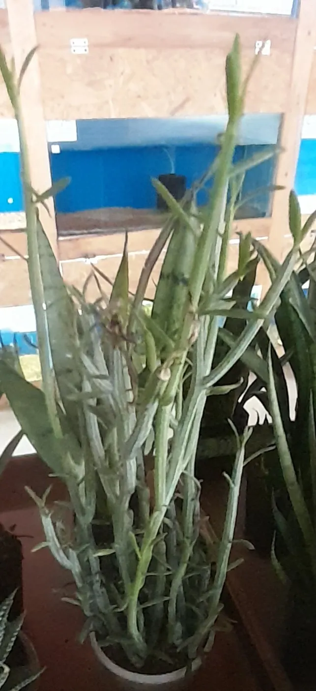 Blue Chalk Sticks (Senecio Mandraliscae) — making it an excellent choice for water-efficient gardens