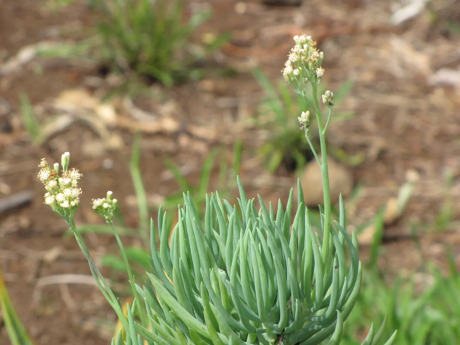 Blue Chalk Sticks (Senecio Mandraliscae) — ground-hugging mat that spreads approximately 18 to 24 inches wide