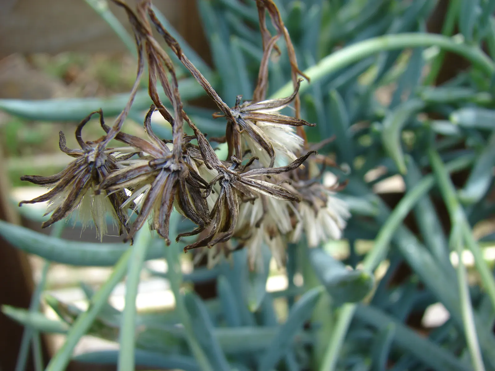 Blue Chalk Sticks (Senecio Mandraliscae) — fleshy lance-shaped leaves; this striking perennial plant