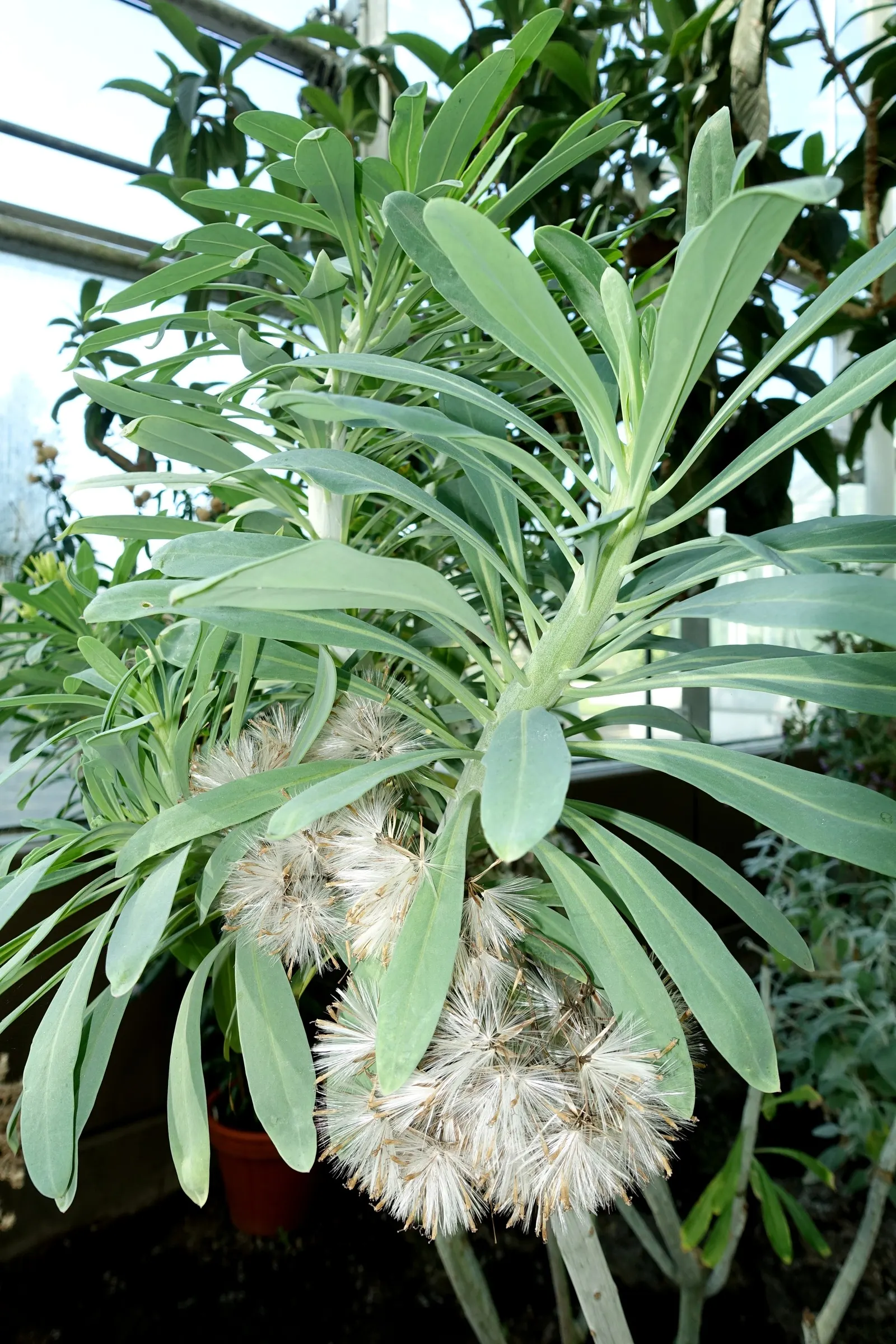 Blue Chalk Sticks (Senecio Mandraliscae) — Ideal for xeriscapes, this low-maintenance plant offers a vivid ground cover or rock garden feature
