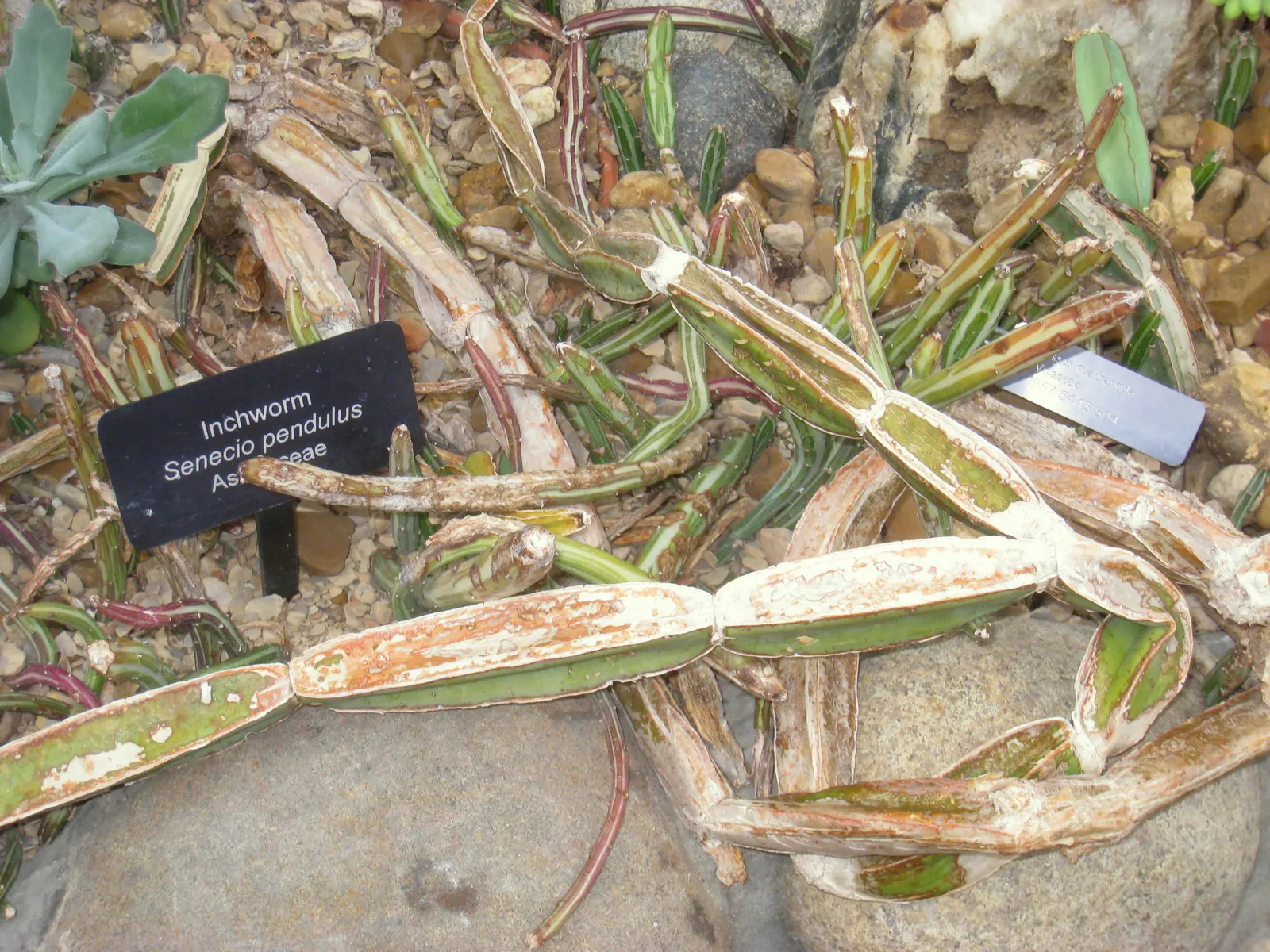 Blue Chalk Sticks (Senecio Mandraliscae) — white flowers in the garden; is a captivating succulent that brings a splash of tranquil blue-green, image 113