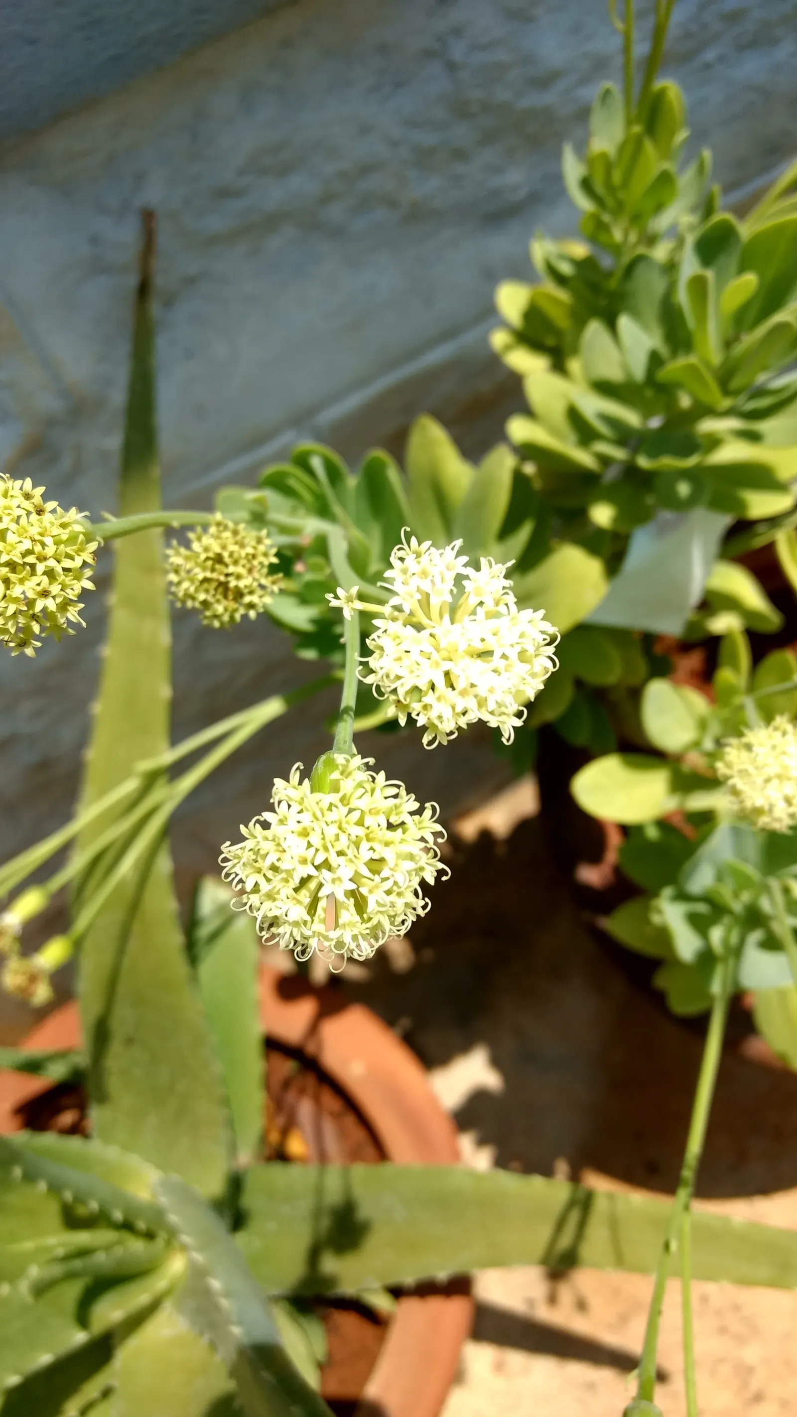 Blue Chalk Sticks (Senecio Mandraliscae) — Keep these considerations in mind when planning and enjoy the serene beauty this succulent has to offer; ground