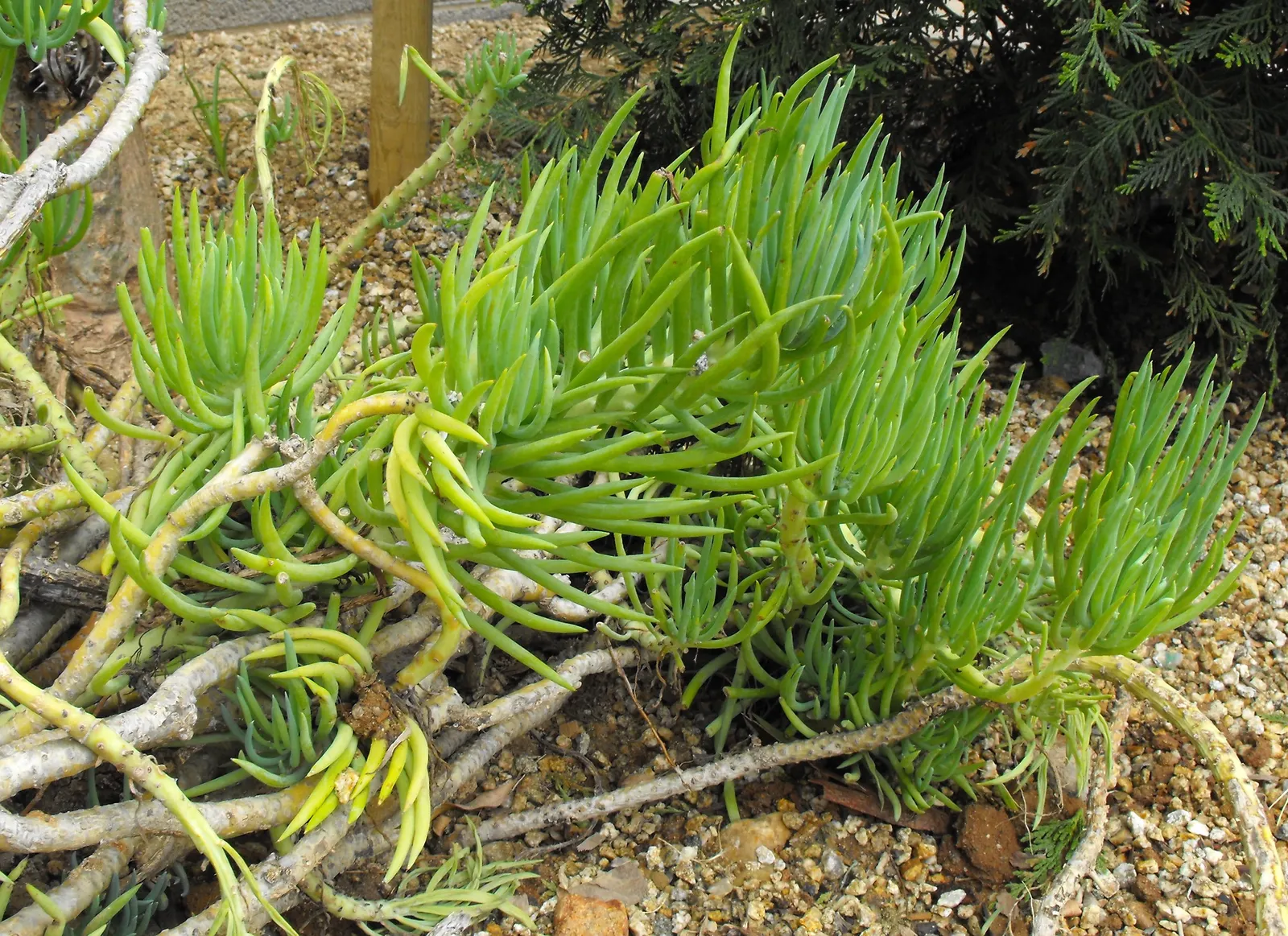 Blue Chalk Sticks (Senecio Mandraliscae) — white flowers in the garden; is a captivating succulent that brings a splash of tranquil blue-green tones to any