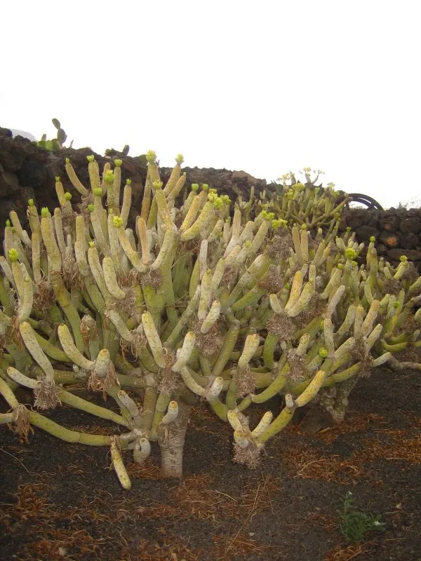 Blue Chalk Sticks (Senecio Mandraliscae) — is a drought-tolerant succulent boasting striking blue-green foliage with a unique; hardy in USDA zones, image 93