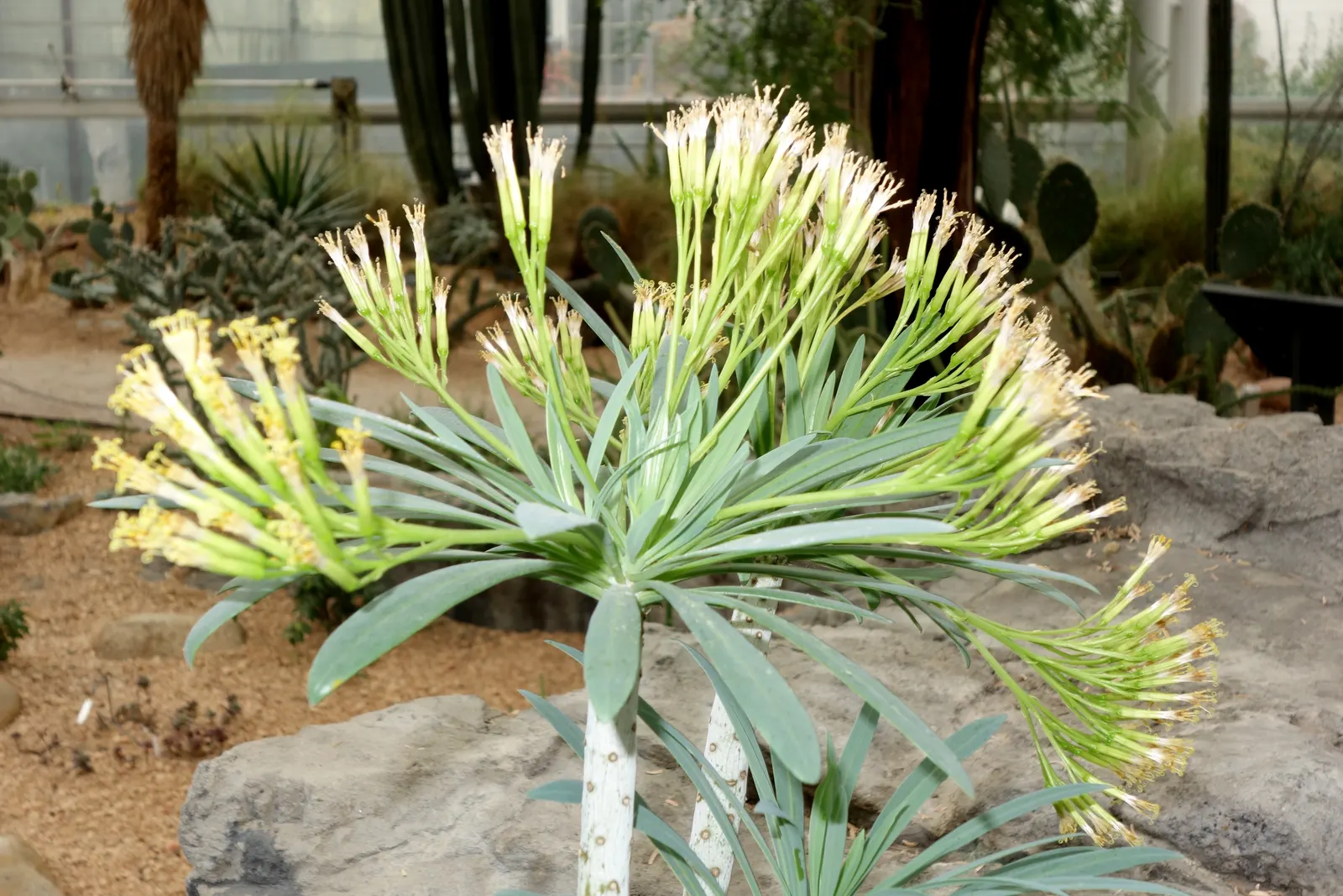 Blue Chalk Sticks (Senecio Mandraliscae) — a common issue for succulents if overwatered