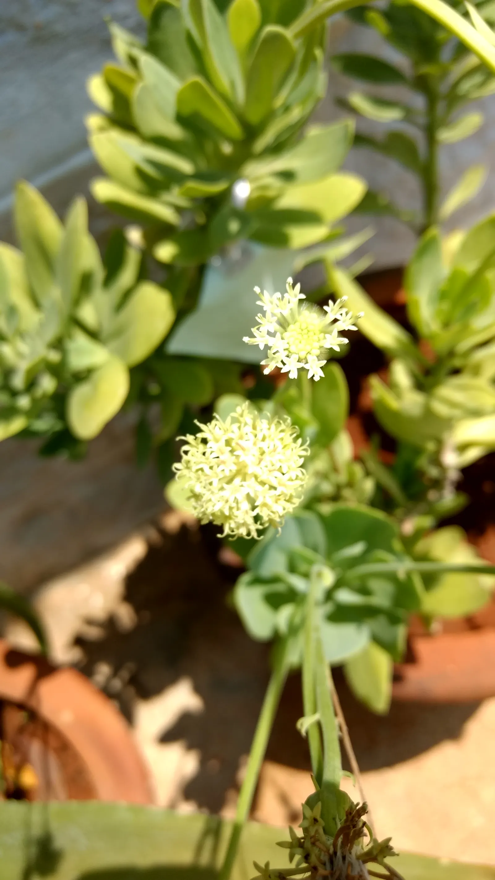 Blue Chalk Sticks (Senecio Mandraliscae) — Supplemental watering is rarely needed except in cases of extreme drought; fleshy lance-shaped leaves, image 87