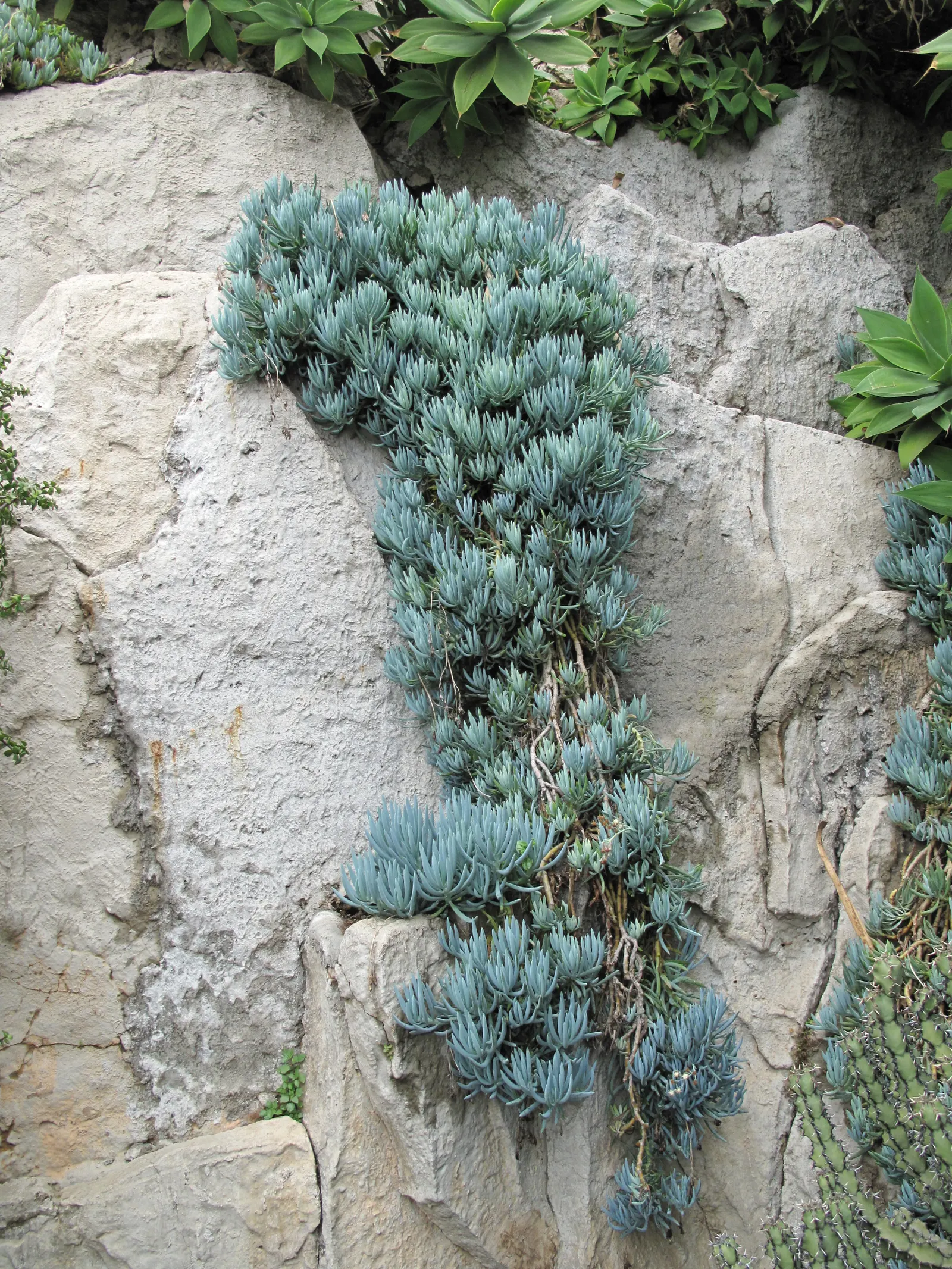 Blue Chalk Sticks (Senecio Mandraliscae) — This striking perennial plant; ground cover / succulent for full or half or shade, image 99