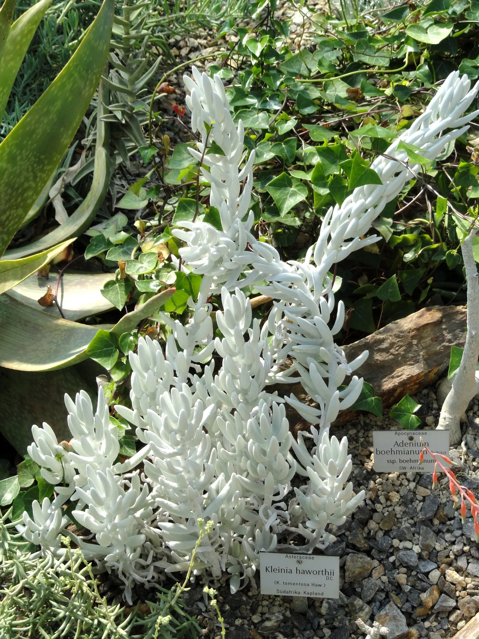 Blue Chalk Sticks (Senecio Mandraliscae) — making it an excellent choice for water-efficient gardens, image 127