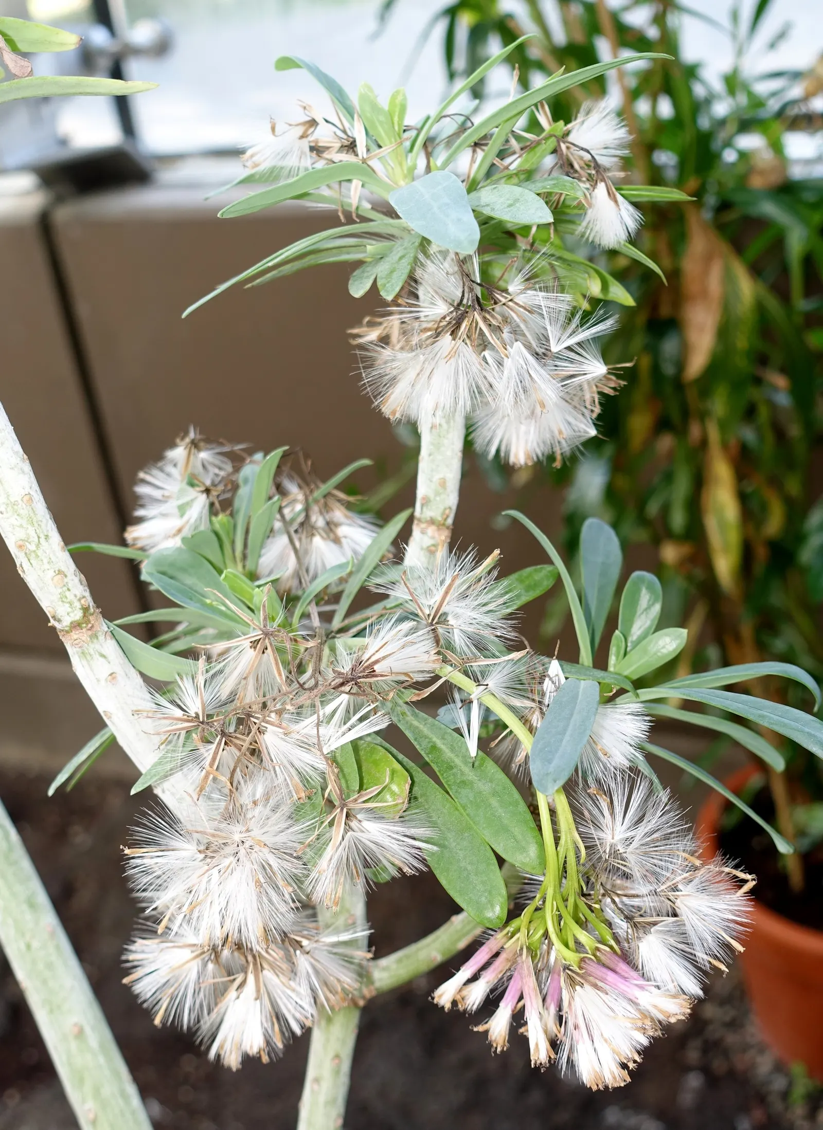 Blue Chalk Sticks (Senecio Mandraliscae) — This striking perennial plant; ground cover / succulent for full or half or shade