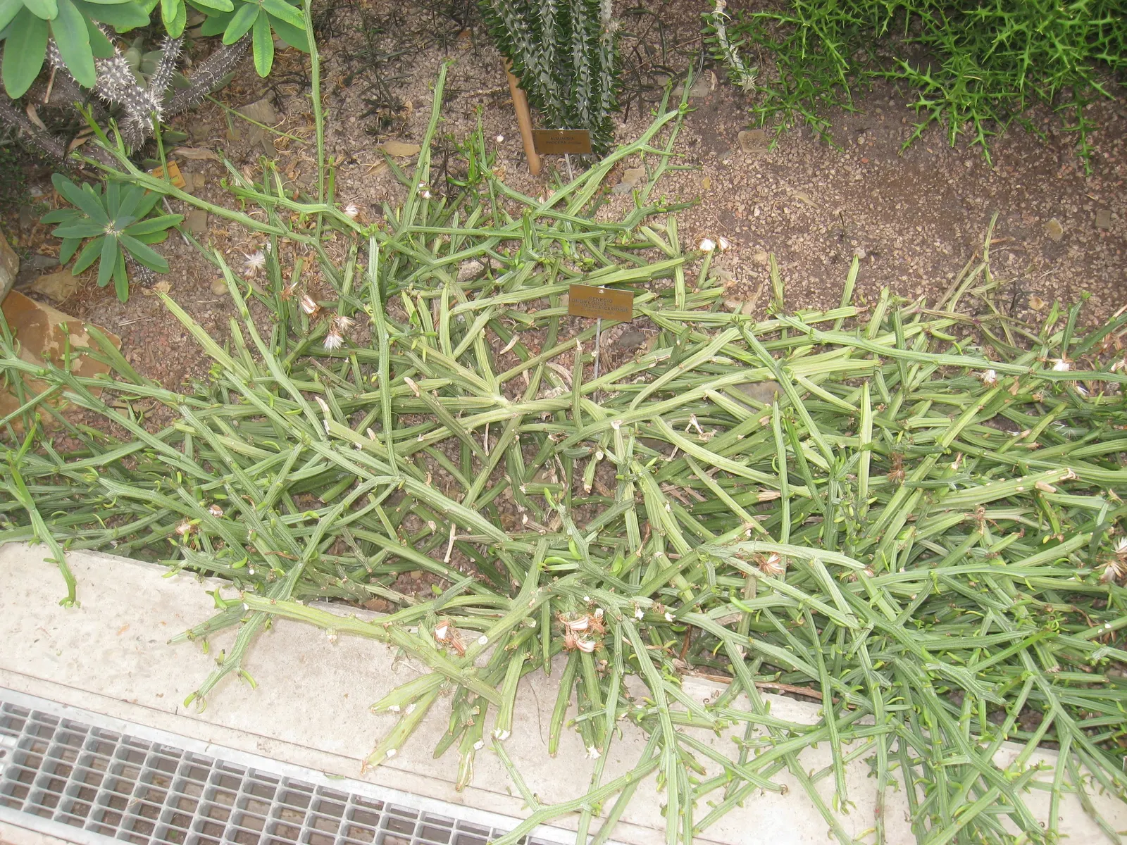 Blue Chalk Sticks (Senecio Mandraliscae) — a sunny spot is ideal.<br><br>When it comes to soil; which flaunts a brilliant silver-blue hue, image 61
