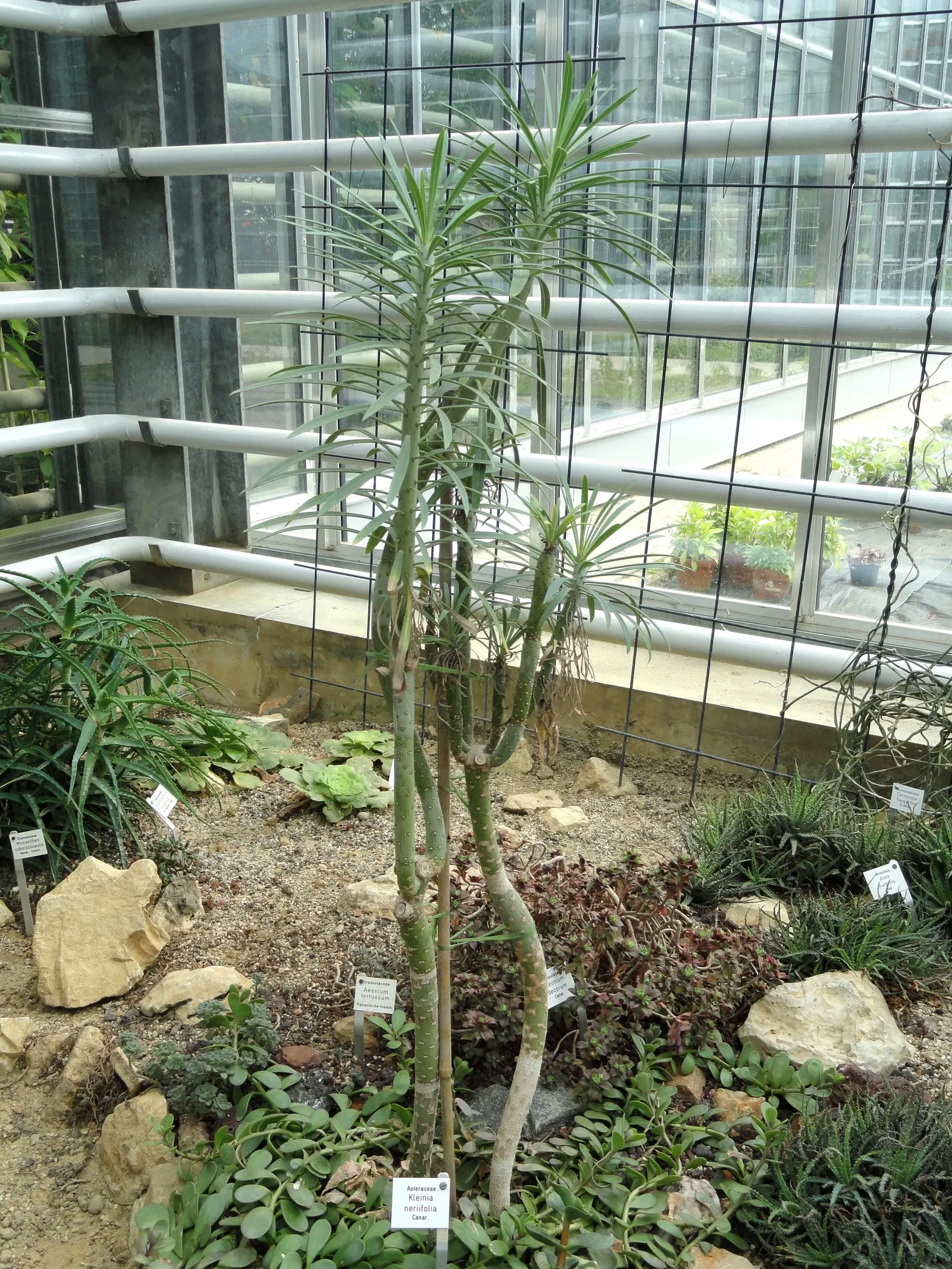 Blue Chalk Sticks (Senecio Mandraliscae) — it can tolerate coastal conditions and is also resistant to deer.<br><br>During the summer months; a, image 65