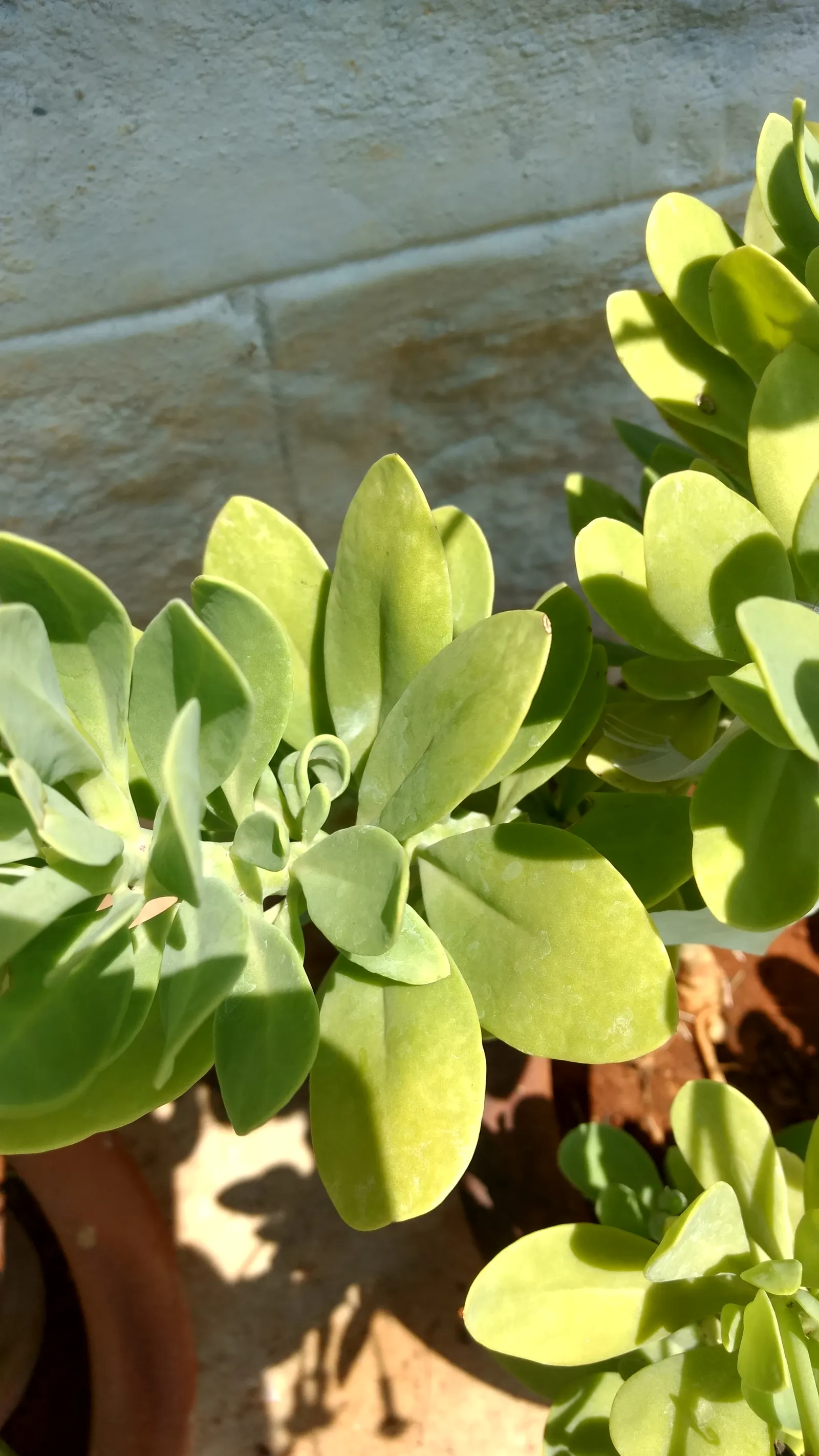Blue Chalk Sticks (Senecio Mandraliscae) — also widely recognized as Senecio mandraliscae; ground-hugging mat that spreads approximately 18 to 24, image 97