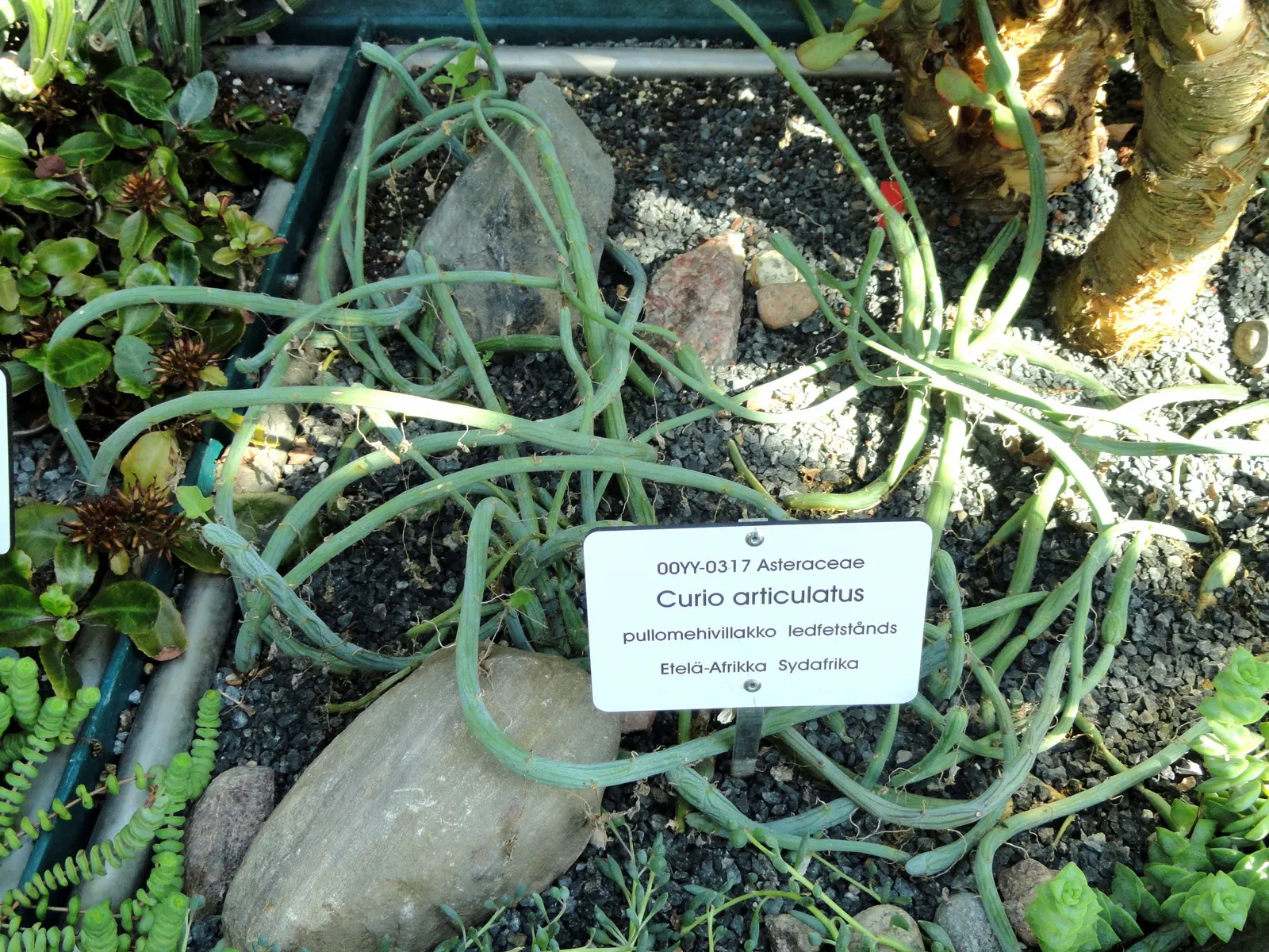 Blue Chalk Sticks (Senecio Mandraliscae) — ground-hugging mat that spreads approximately 18 to 24 inches wide; to maintain its vibrant color, image 101